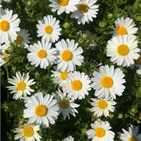daisiesandjoy